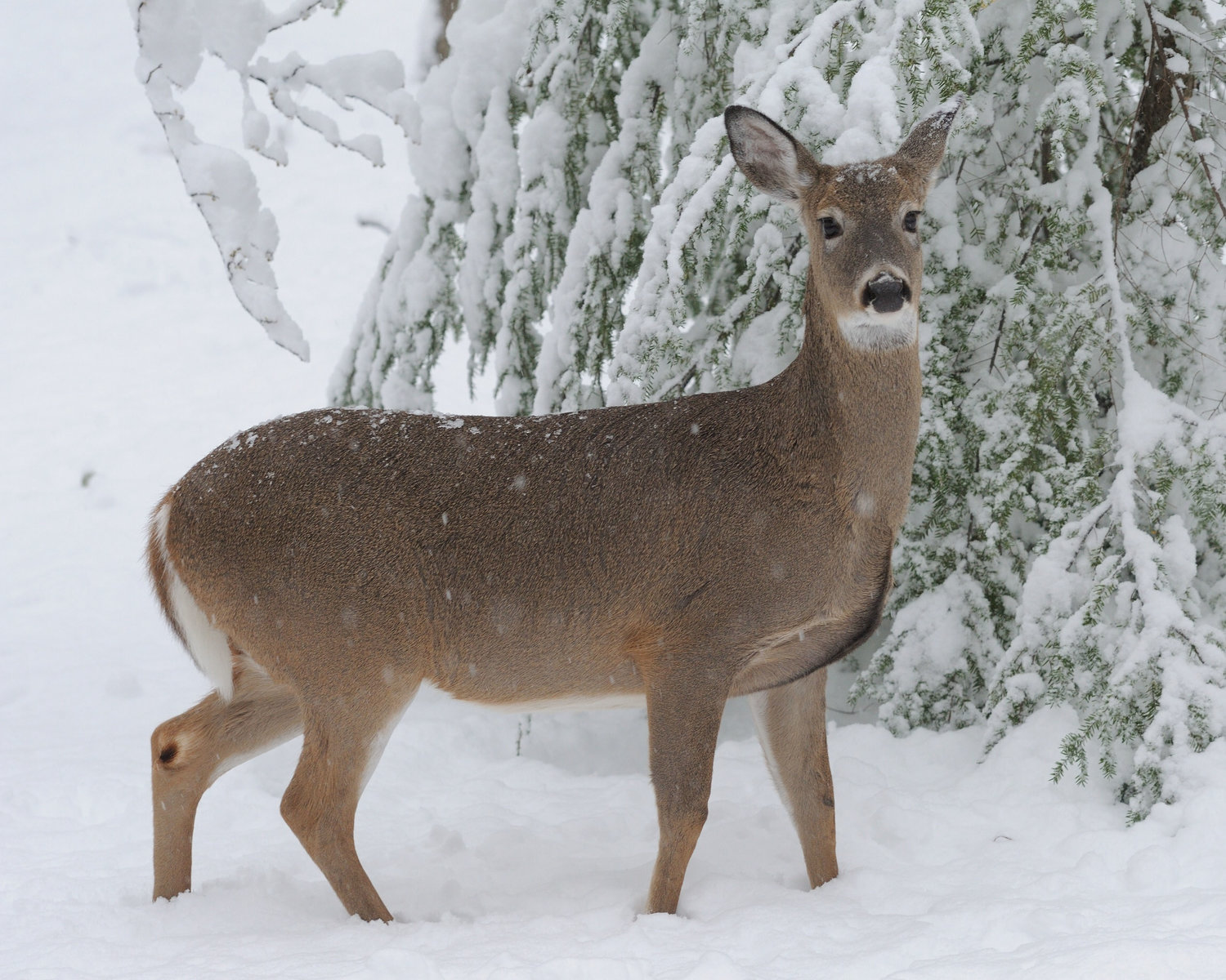 Deer are not classified as aquatic, but can be spotted swimming across rivers, or walking on river ice during winter. They can be spotted along banks of rivers or lakes as they forage for any small plants that are hidden in the snow. ..If you see a group of eagles perched on the ice, stop and have a closer look with the binoculars. Deer that are injured by vehicles on the highway might make it onto a frozen part of a river, only to succumb to their injuries. Eagles are quick to spot the carcass on the ice; many will arrive for the feast.....